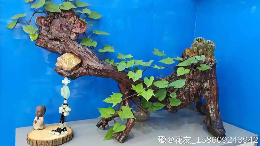 发芽|玉米棒子插盆里,7天冒出小森林,比绿萝吊兰好看