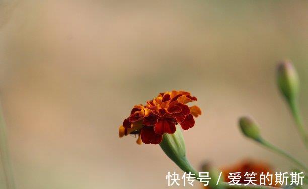 你的生活|近期内,土星逆行,恍如初见,爱情已逝去,牵手复合,再创新辉煌