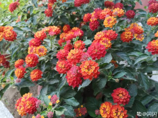 想要家里四季花开,这20种花,连续能开300天,完全不歇气