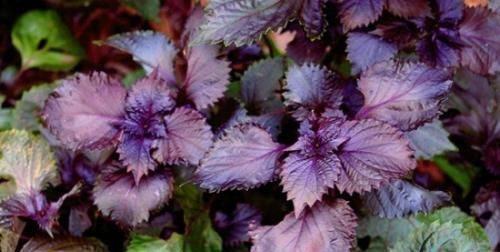 農村這4種野菜,個個營養高,除濕退黃,清肝明目