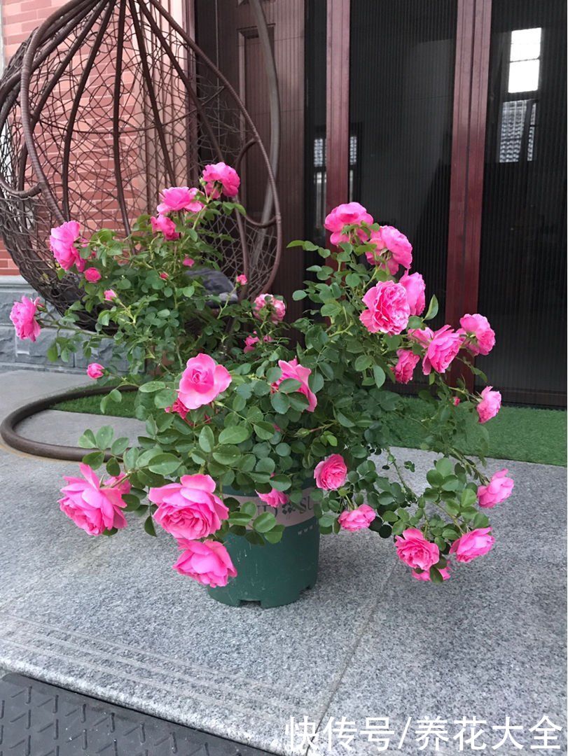 4种“活香水”,养在家里香香的,闻一闻心情都变好