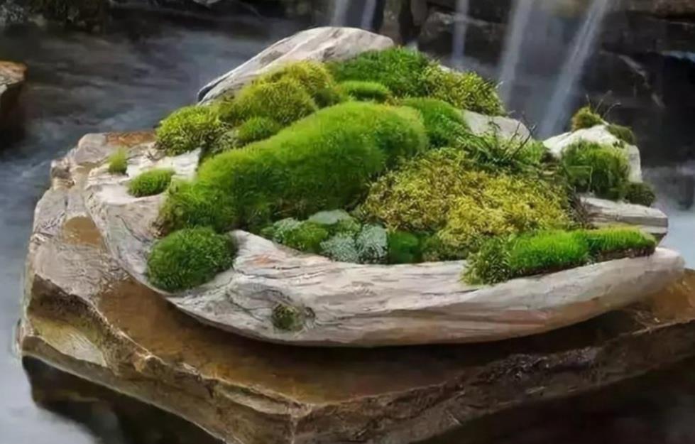 山上3种“植物”,做成小盆景,趣味盎然,观赏性强