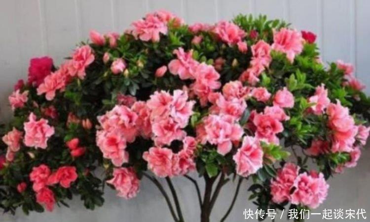 种花|4种花，美得“倾国倾城”，四季开花不断，阳台变成小花园