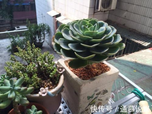 多肉不能随便养，挑这3个品种，三五年成老桩，价值涨了不少