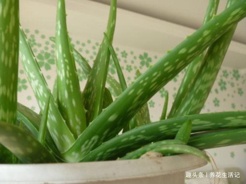 半死不活|家养芦荟半死不活多半浇水不正确,改善后生长快叶子肥胖