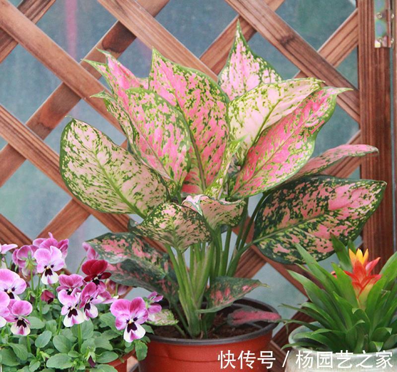 客厅|6种“吉利花”,养在客厅最适合,好看又大气,不见光照也能开爆