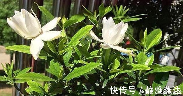 松针土|野外捡点“这种土”，栀子花茉莉花最喜欢，透气有营养，省钱好用！