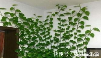 爱吃“油”的盆栽,你知道是什么吗只需喝2滴,1年养出百十盆