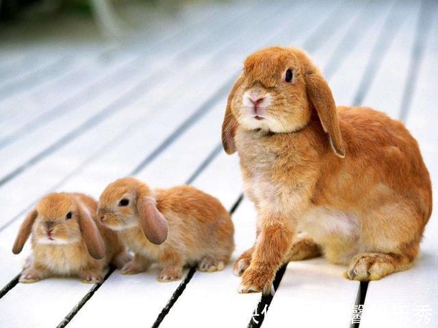 植物|植物营养较低，为什么牛只吃草，却能长一身肌肉？