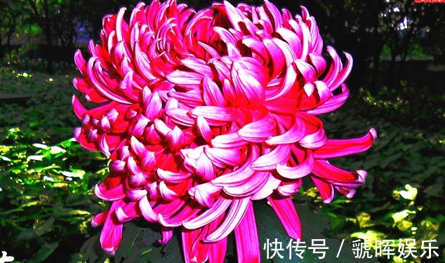 喜欢菊花,就养盆“菊中珍品”,花开似紫玉蝴蝶,似环抱姿容