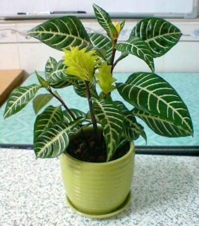 送给那些养花，却总是把花养死的人