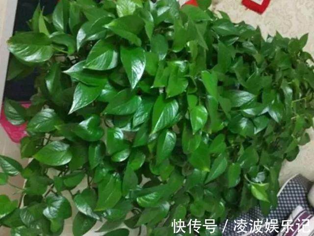 no2|只要1样东西,保你的花从不烂根、黄叶,长得还比别人快10倍!