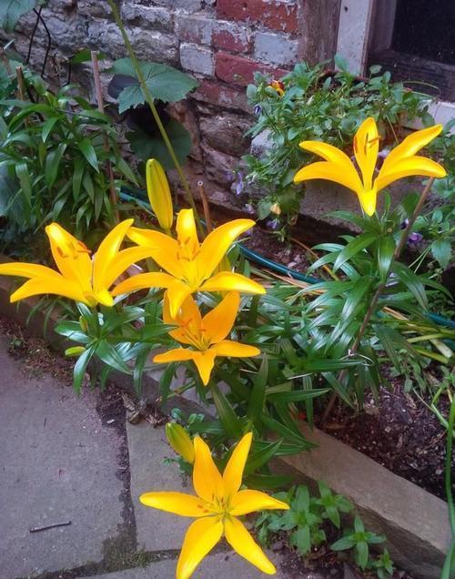 春秋季节买些便宜的百合花球茎 以后每年都能开出喷香的花朵 快资讯