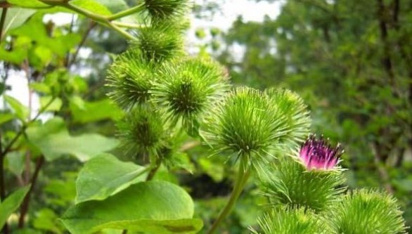 除草|牛蒡有“东洋参”的美誉,补肾壮阳,掌握五点,种出优质的牛蒡