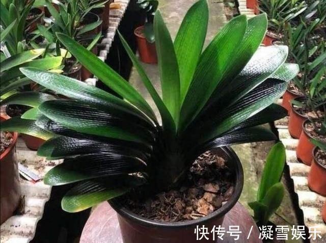 夏天|养君子兰,夏天做好4件事,避免黄叶烂根,安全度夏