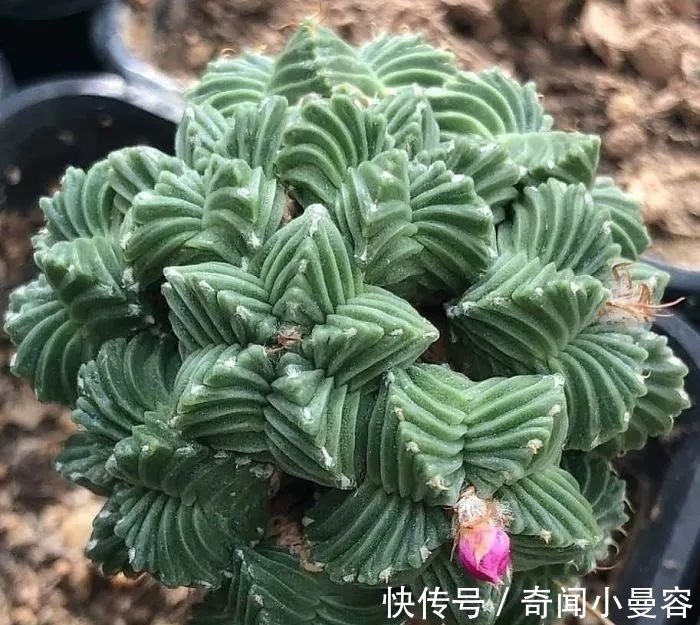 漂亮|20个难得一见的多肉植物,每一个都漂亮极了
