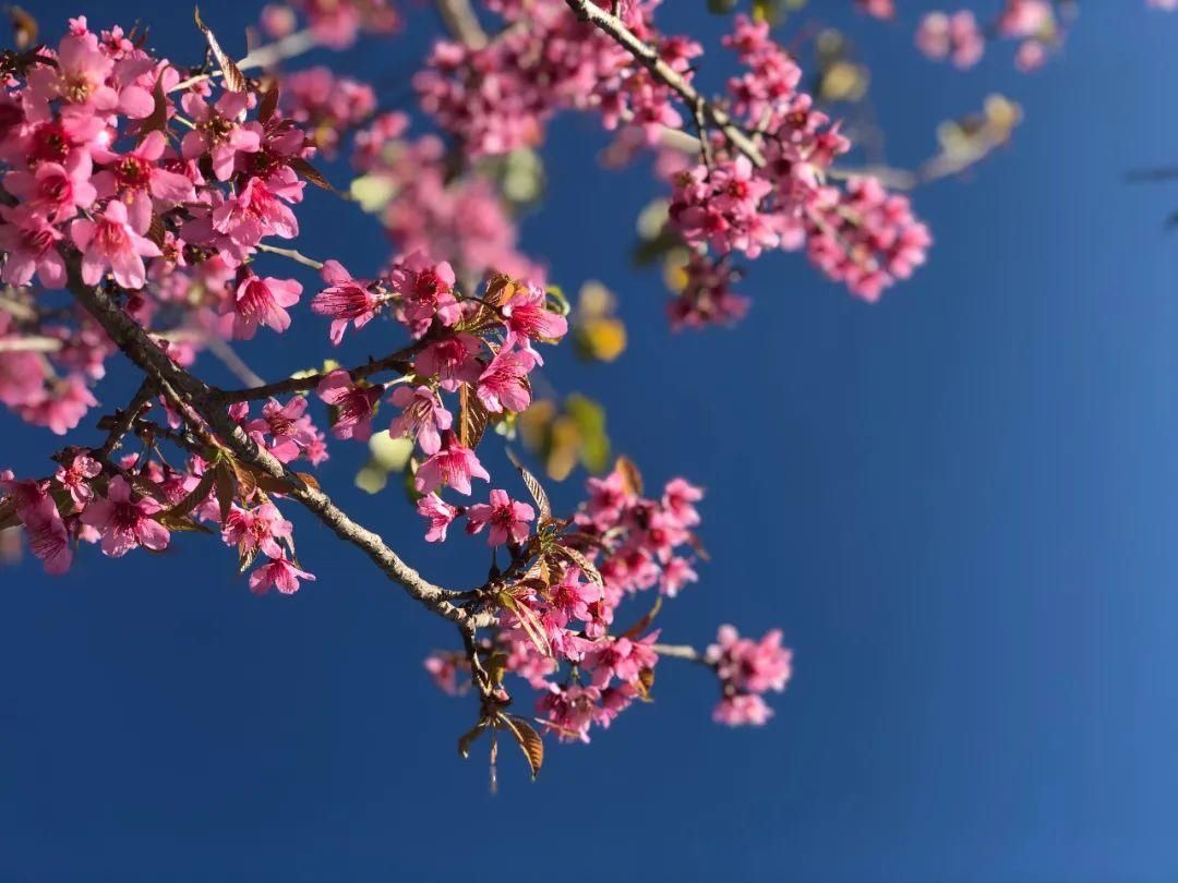 樱花|通海里山：樱花烂漫似春来