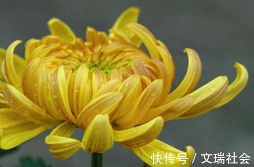 芬芳类|失眠的“救星”出现了，睡前吃一点，安神缓疲劳，助你倒床就睡！