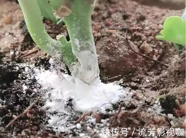 养长寿花，遇到2种枝条“不能留”，要不全军覆弄、不开花