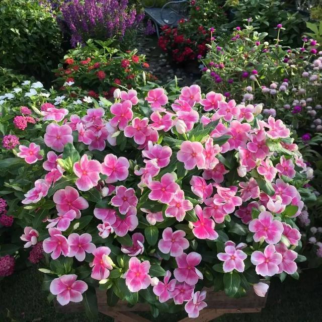 6种花喜欢晒太阳,越晒花越多,一开200天不歇气!