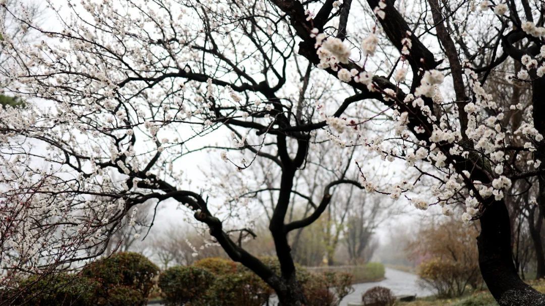 春雨初歇，蓬莱阁赏花正当时！