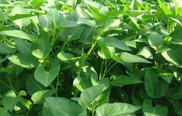 3种蔬菜初春种，撒点种子不费心，小菜苗疯长