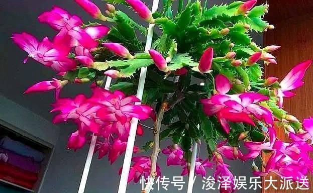 蟹爪兰一晒太阳就变样，叶片变成“松松垮垮”，这几点要注意