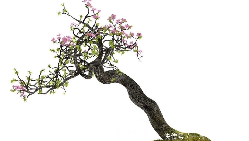 选购到自己满意的树桩,要做好4个方面的功课,成活率是第1前提