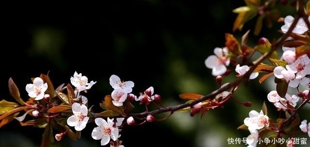 种植|最适合庭院、屋顶绿化种植的植物,各月开花顺序整理,不收藏吗?