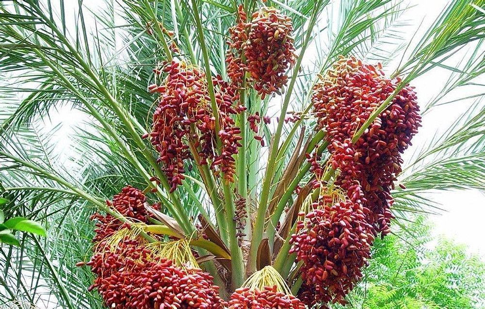 维生素|乡下一种植物，坚持一天吃6颗，功效堪比燕窝人参，很珍贵