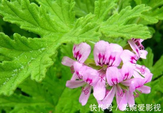 喜欢菊花,首选“菊中精品”徐妃醉妆,似秀丽妆容,美艳高雅!