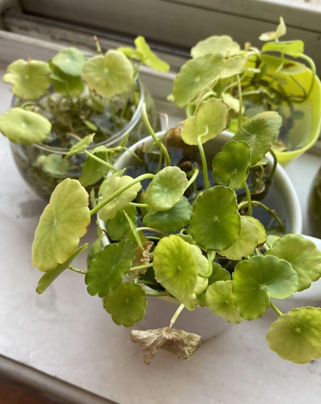 10种花,现在抓紧剪,更抗冻、好过冬!