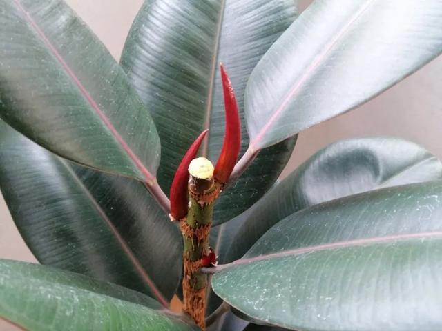 叶子|嫌花长的丑,趁现在砍头,满盆都是新叶子!