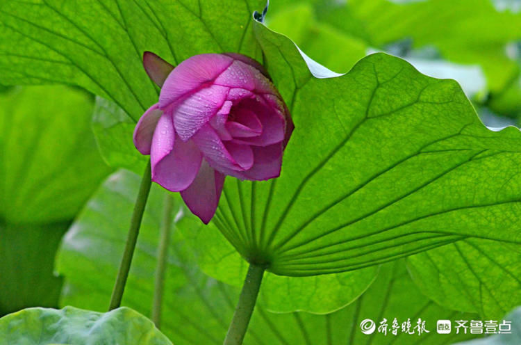 雨中来赏花！济南泉城公园荷花带雨，娇艳欲滴别样美|情报站| 齐鲁壹点