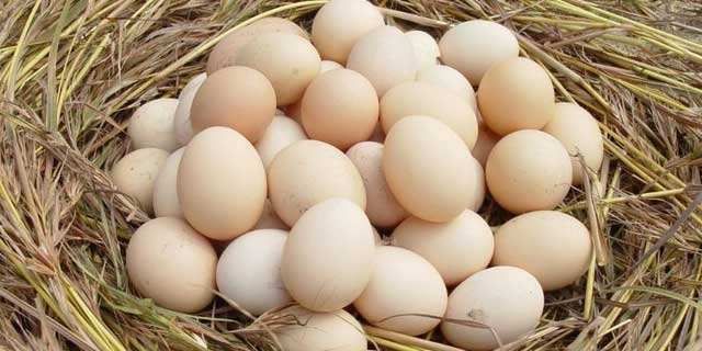 身体|每天早上坚持吃一个鸡蛋,对身体有利,还是有害