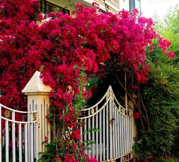 被誉为|此花一开就是上千朵,被誉为最美爬藤花卉,不吃肉也要种上一盆