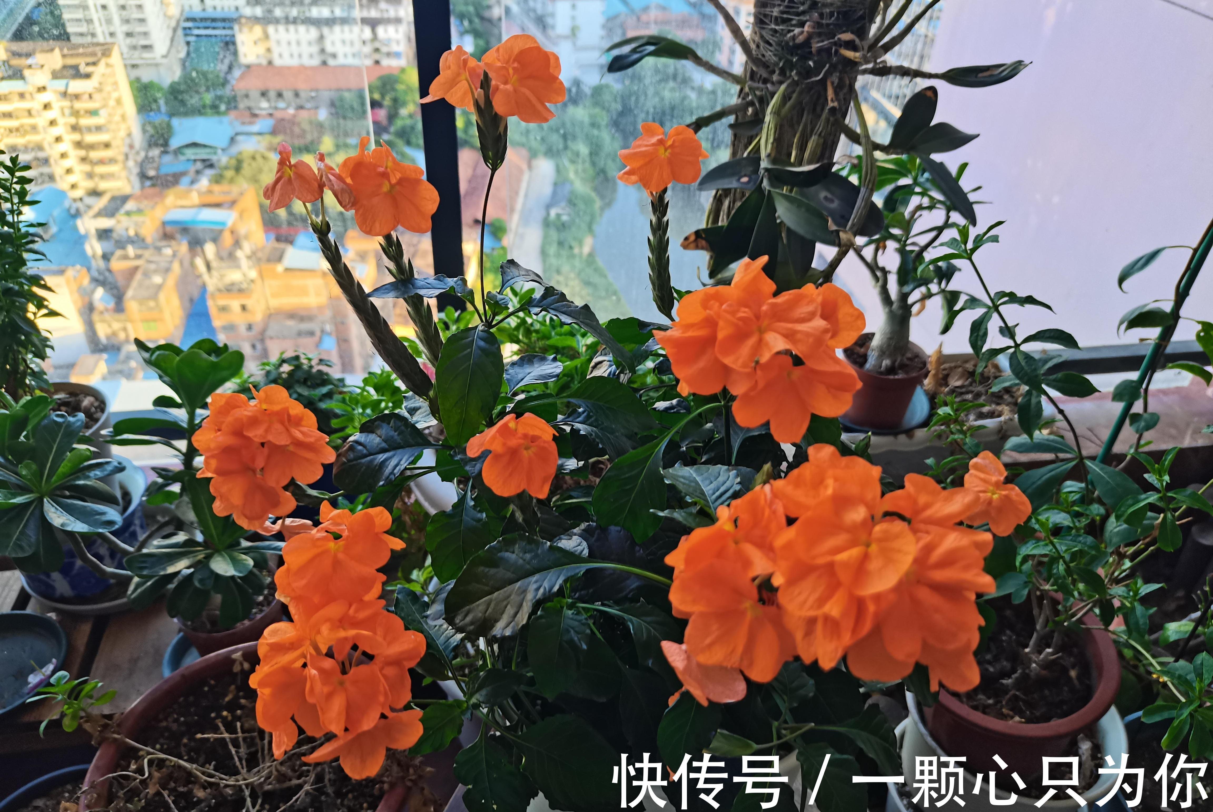 草本植物|适合北阳台养的花，鸟尾花，耐阴好打理，花叶共赏，全年皆花期