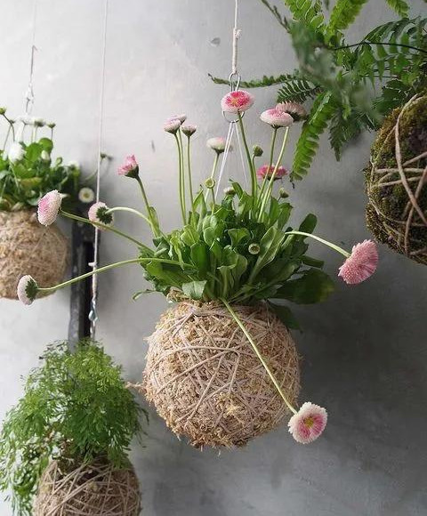 室内绿植种花不用盆,揉一个小球吊起来就让家里美翻