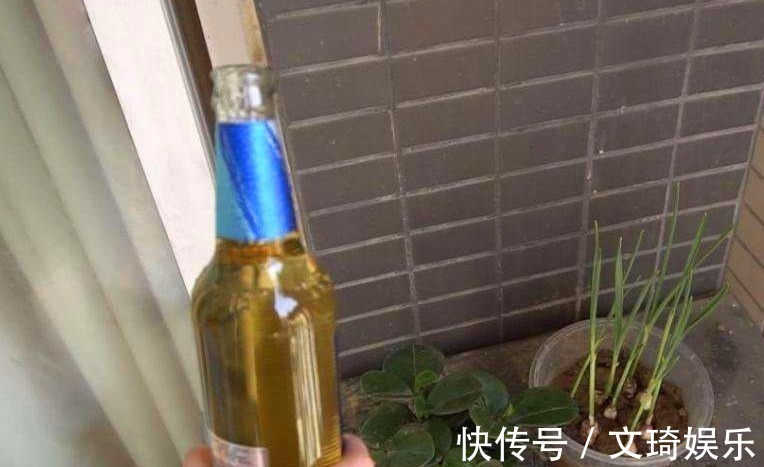 植物叶片不油绿,很多人会用淘米水、黄豆水,其实都不如这种水