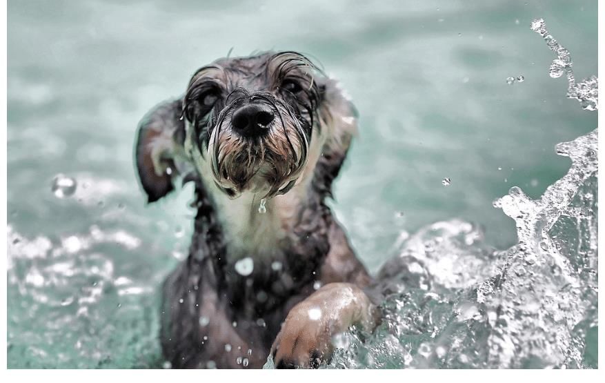 狗狗吐舌头呼吸急促