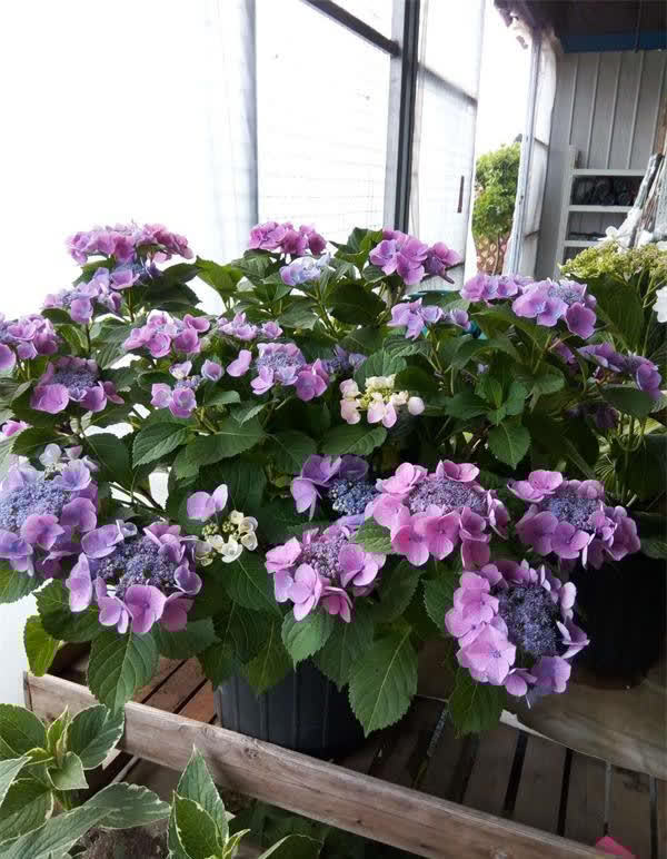 3种花太漂亮了,开花超级多,能开成花墙,养护容易,南北都能种