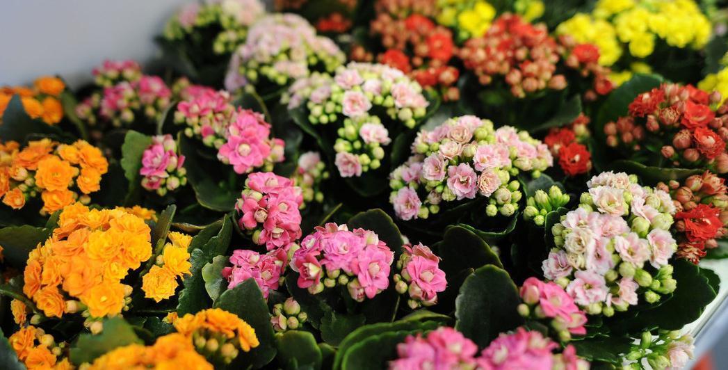 长寿花|养殖长寿花易踩的5个坑，避开养好长寿花无压力