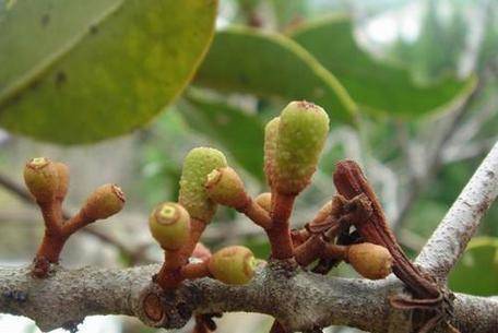 寄生|一个良方,药仅3味,看似平淡,肝脾肾同补,搞定中风后遗症!