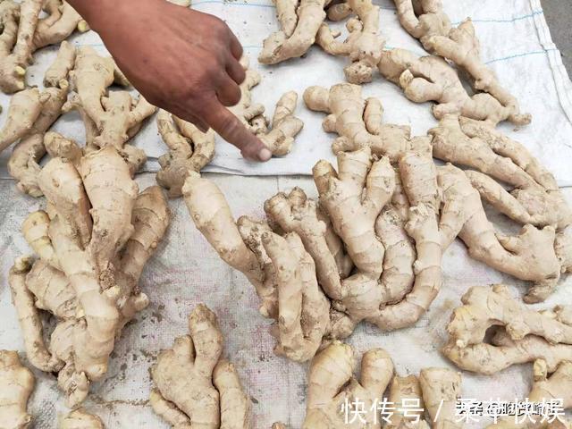 生姜放久了易干瘪?教你几招,不管放多久都是新鲜的,特别的实用