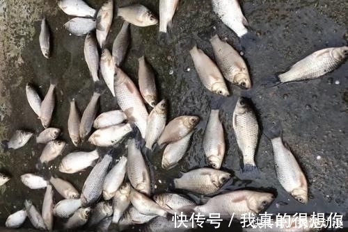 铅皮座|高手在民间,最新双铅通线单钩法,喜欢野钓别错过