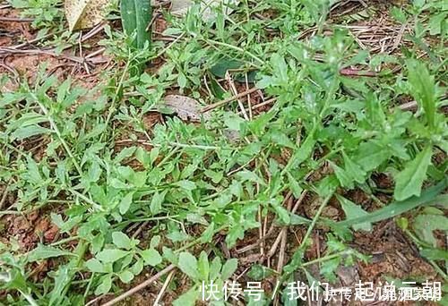 植物|一种野菜，鸡鸭都不吃，狗见了都发愁！却深得大家的喜爱