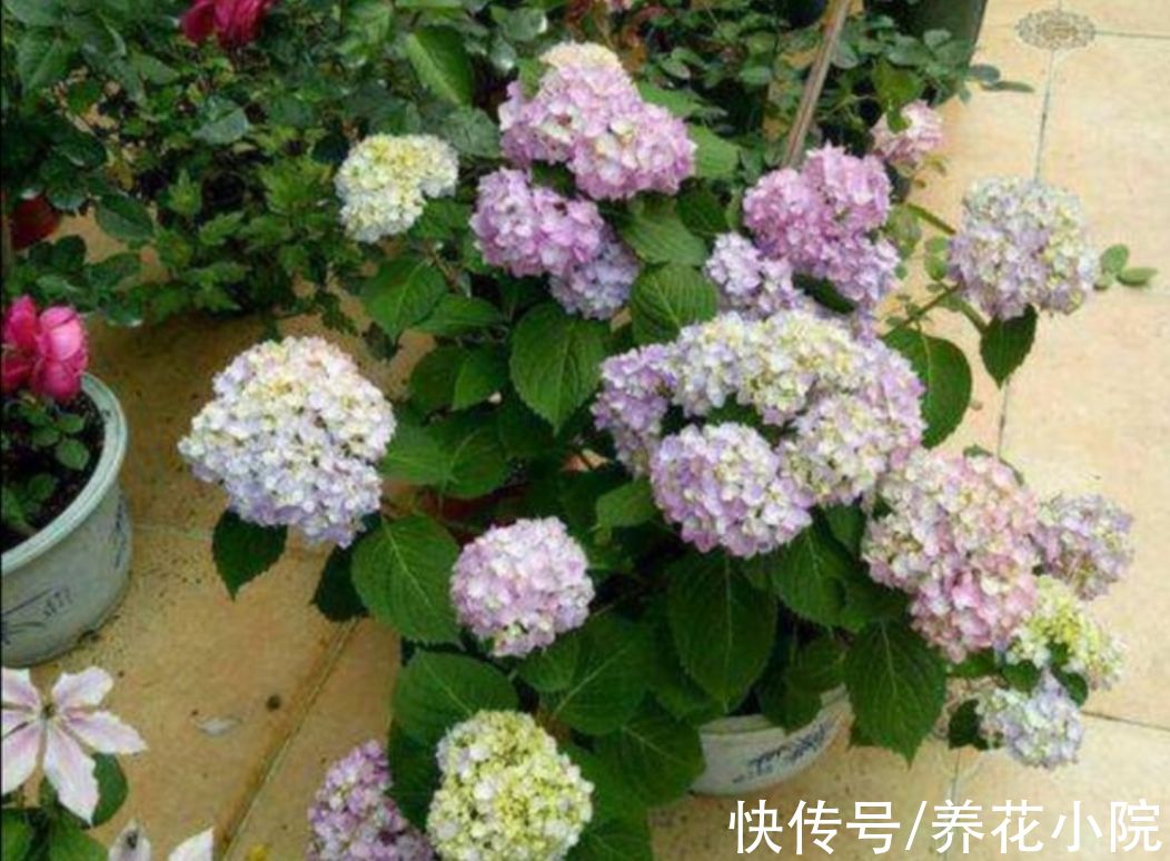 大花绣球不要入室太早，放在外面“冻一冻”，来年开花更多