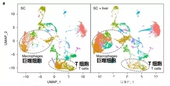 肝转移|让肺癌治疗失效的元凶竟然是它!逆转方法如此简单—抗癌管家