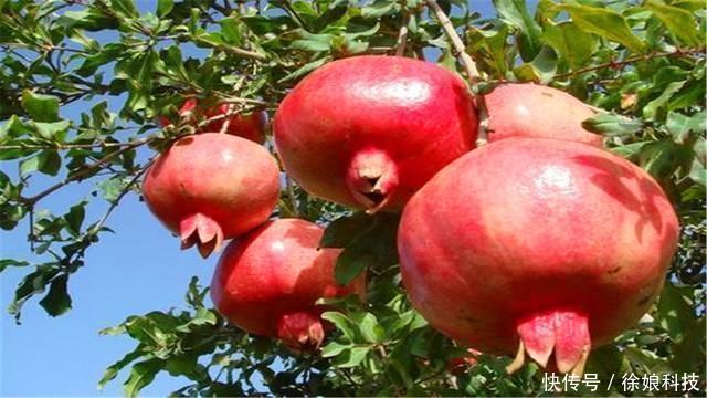  石榴树|俗语“门前有三树，家兴富三代”，是哪三种树农村其实很常见