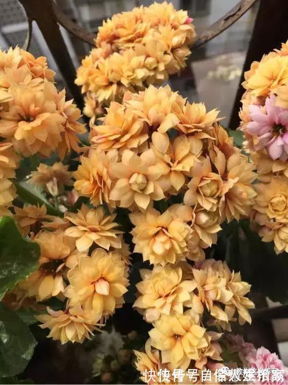 脱盐|这2种“壳”丢了太可惜,埋花土里3年不板结,种什么花都旺!